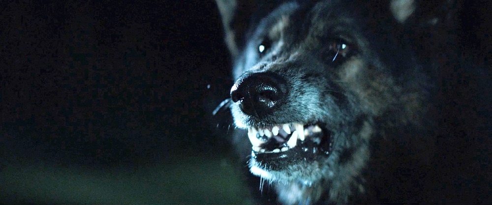 Quick Takes: A Brief Review of "The Pack" (2015)
